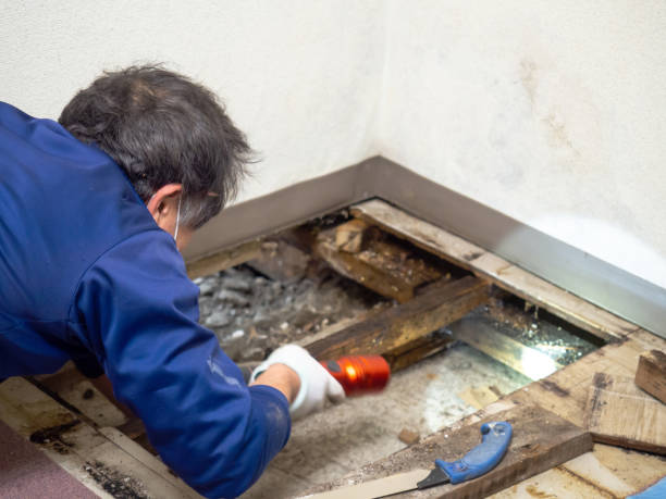 Best Mold Removal Company Near Me  in De Queen, AR