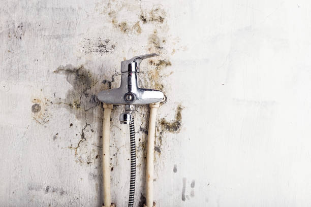 Best Same-Day Mold Removal  in De Queen, AR