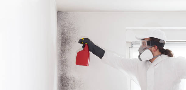 Best Professional Mold Removal  in De Queen, AR