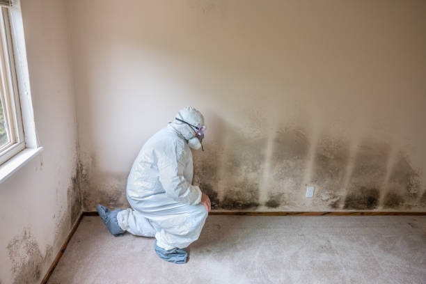 Best Black Mold Removal  in De Queen, AR
