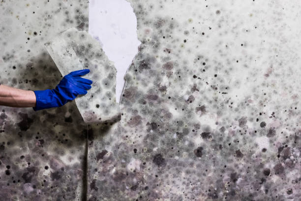 Best Local Mold Removal Service  in De Queen, AR