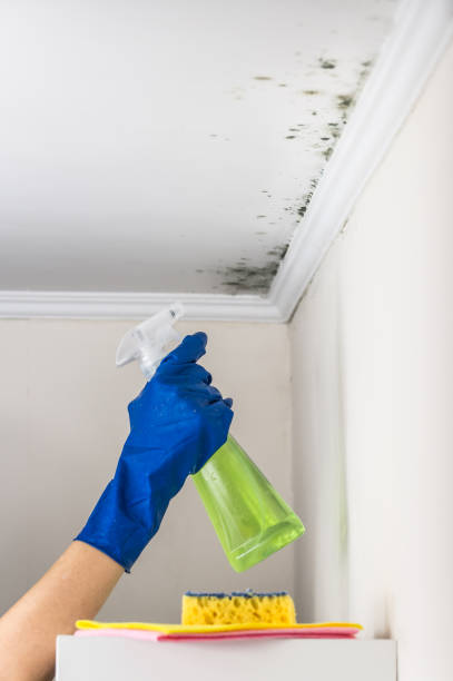 Best Home Mold Removal  in De Queen, AR